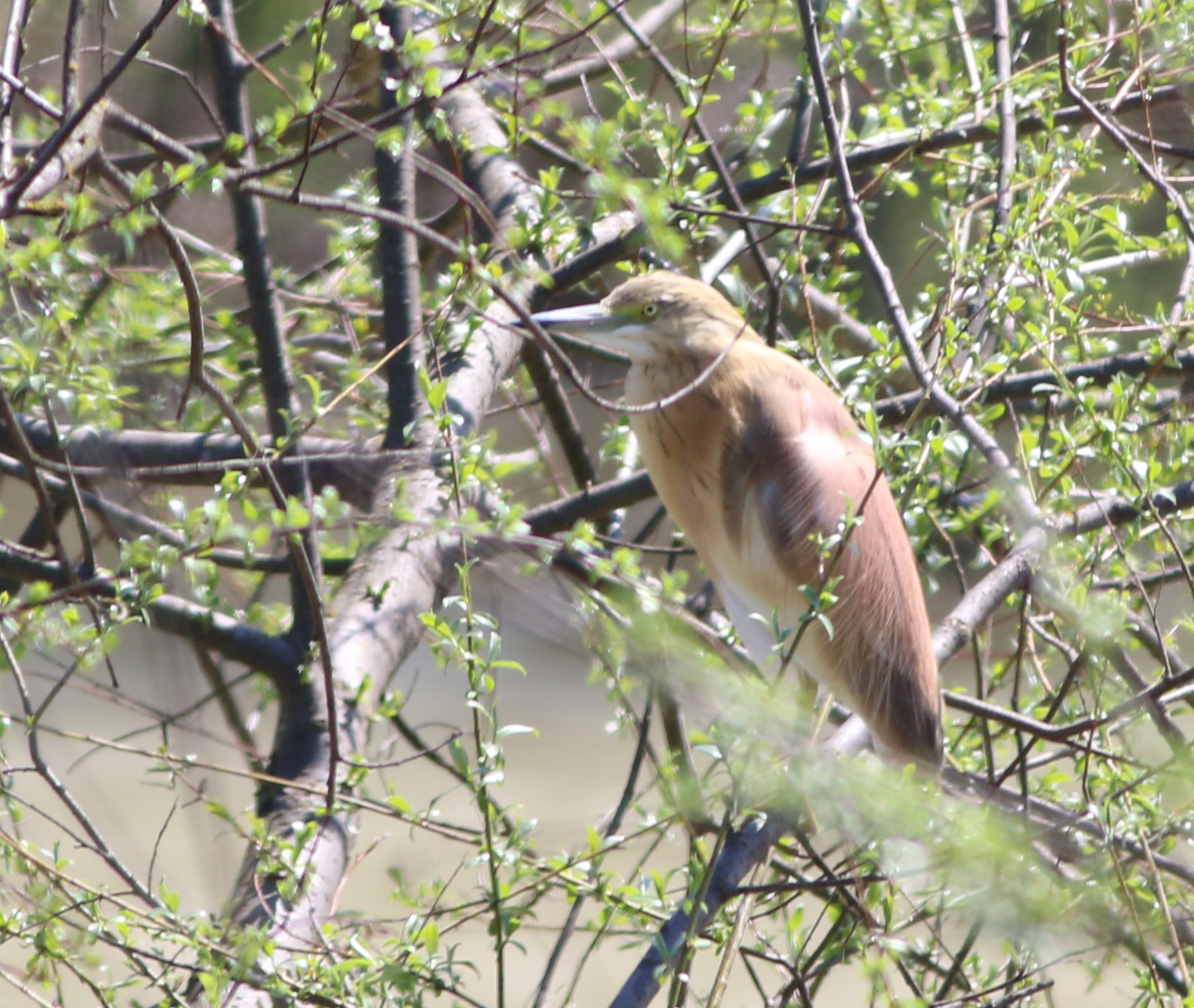 Squacco Heron